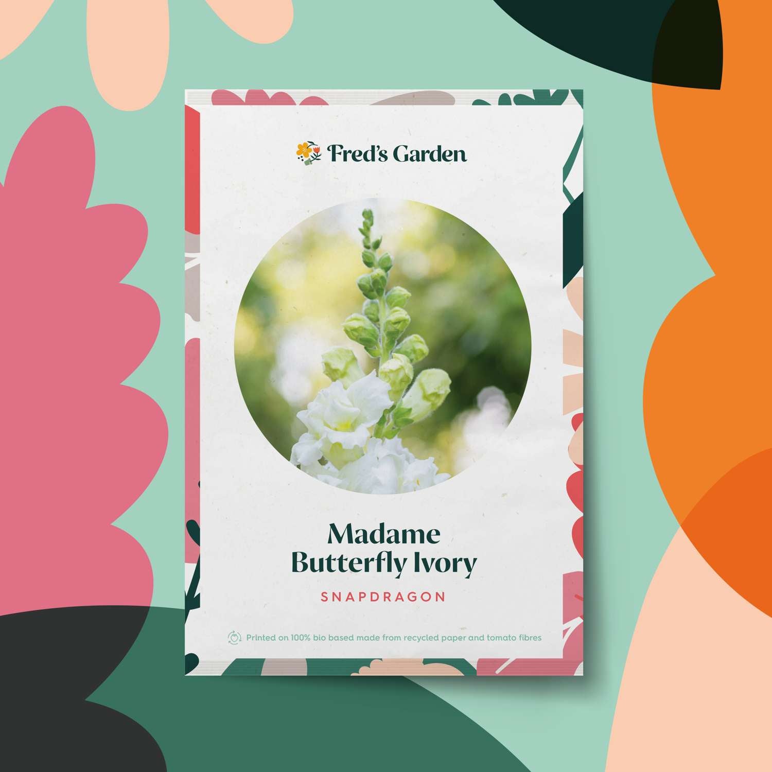 Isoleijonankita 'Madame Butterfly Ivory' (siemen)